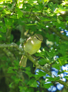 Wood_warbler_2