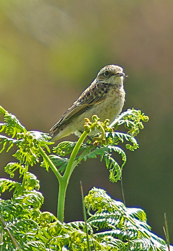 Winchat Fledgling