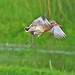 Black Tailed Godwit in flight