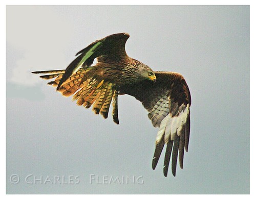 Red Kite