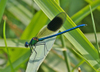 Banded_demoiselle