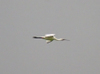Birthday_spoonbill