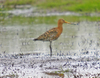 Blacktailed_godwit