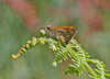 Large_skipper Large_skipper