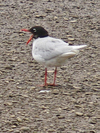 Med_gull_adult