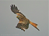 Red_kite_for_flickr_2