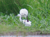 Spoonbill_and_egret