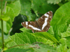 White_admiral White_admiral