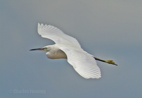 Little Egret