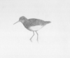 A_green_sandpiper A_green_sandpiper