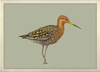 Black_tailed_godwit_framed Black_tailed_godwit_framed