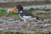 Colour_rung_oystercatcher Colour_rung_oystercatcher