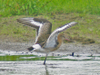 Godwit_3 Godwit_3