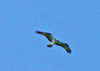 Osprey_frid_1