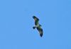Osprey_friday_3