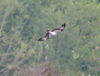 Powderham_osprey_2