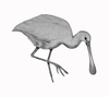 Spoonbill_sketch1