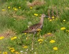 Whimbrel_2 Whimbrel_2