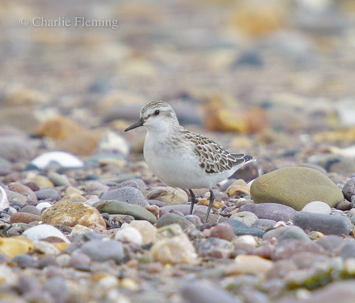 Semipalmated Sandpiper