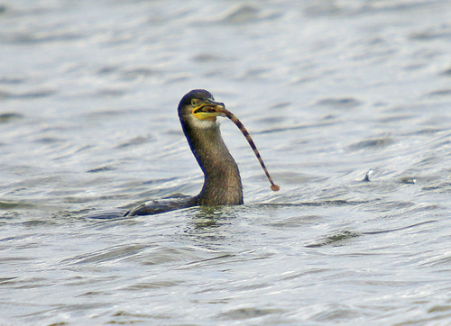 CORMORANT WITH PIPEFISH