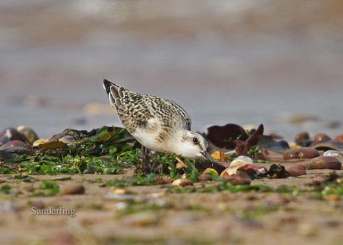 Sanderling