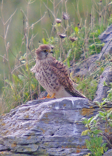 Kestrel