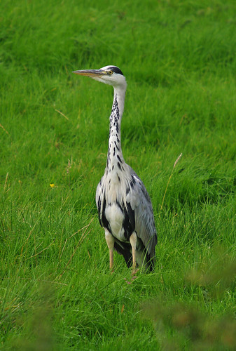 Grey Heron