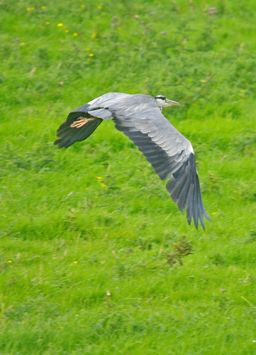 Grey Heron