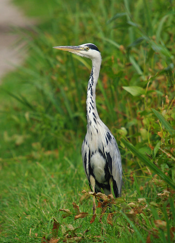 Grey Heron