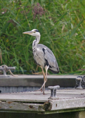 Grey Heron