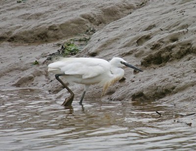 Little Egret
