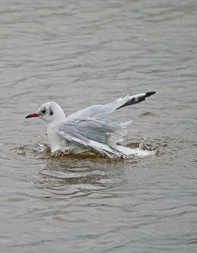 Black Headed Gull