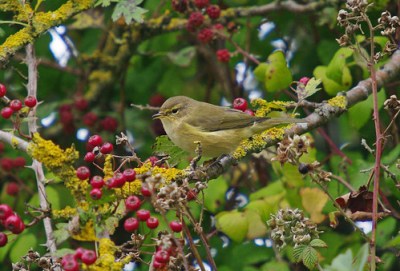 Chiffchaff