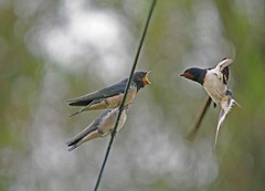 Swallow
