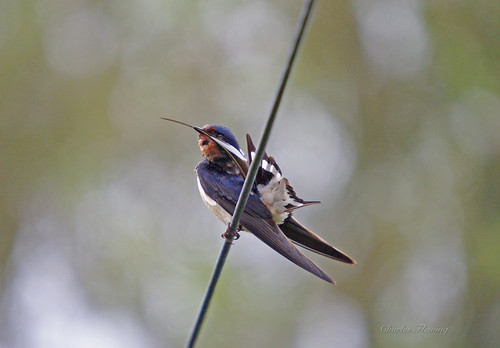 Swallow