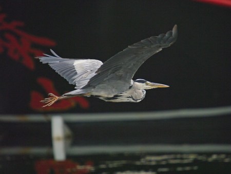 Heron