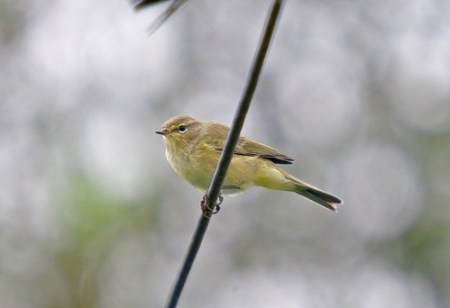 Chiffchaff