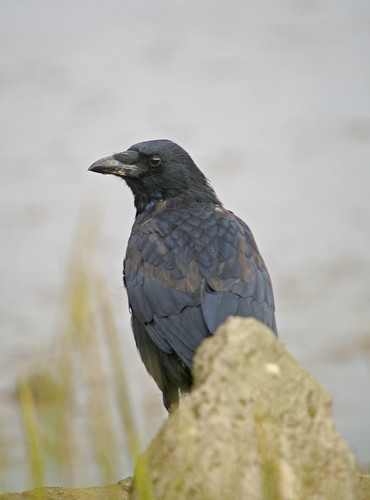 Carrion Crow. jpeg