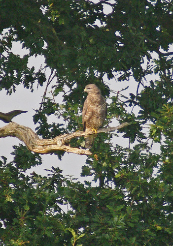 Buzzard Record