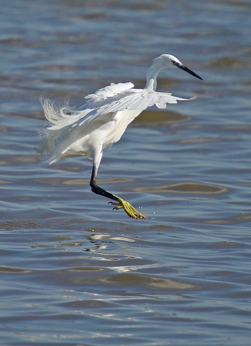 Little Egret