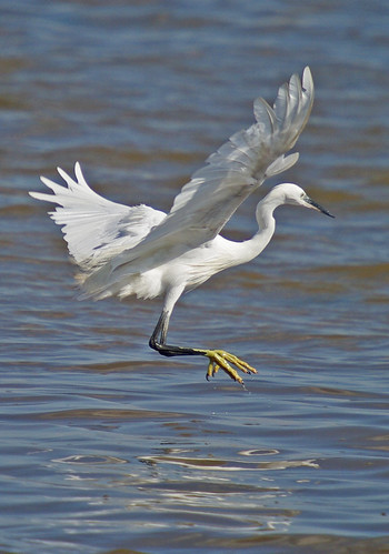 Little Egret