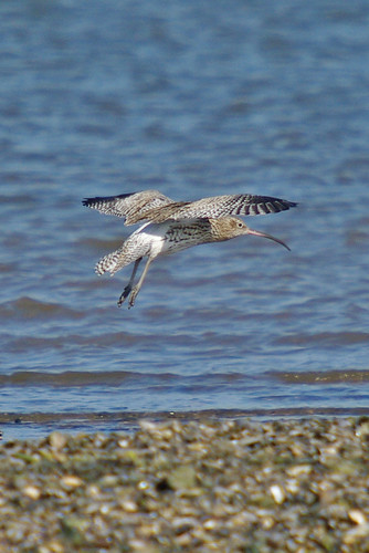 Curlew