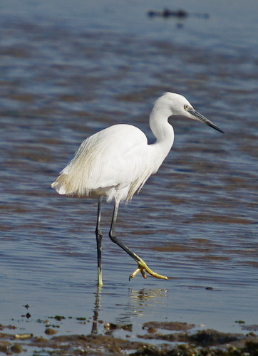Little Egret