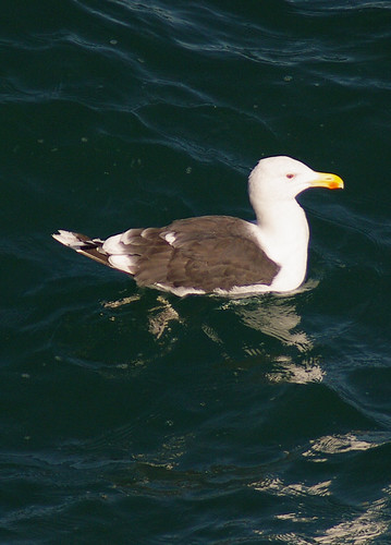 Lesser Black Backed Gull