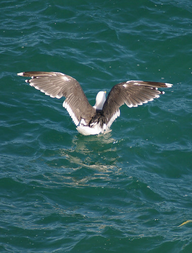 Lesser Black Backed Gull