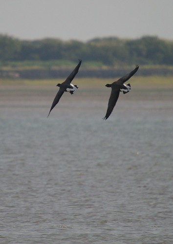 Brent Geese
