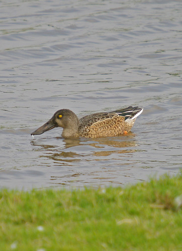 Shoveler