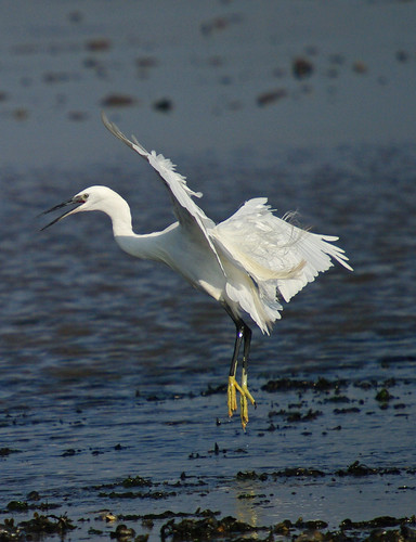 Little Egret