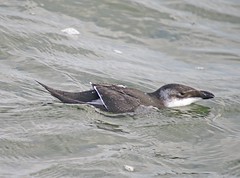 Razorbill