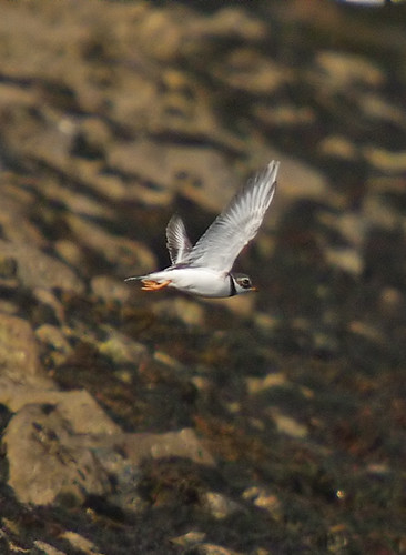 Ringed Plover in flight